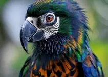 Concurso DAAE Araraquara SP