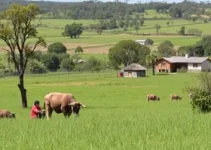 aprendizagem rural