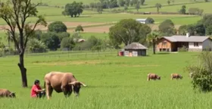 aprendizagem rural