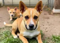 castração gratuita de cães e gatos